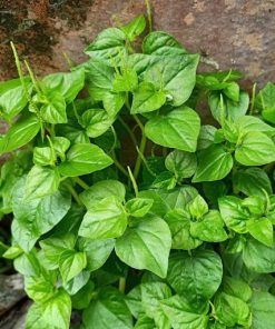 Rau càng cua trồng rất nhanh thu hoạch