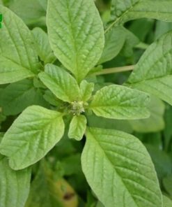 Rau dền cơm dễ ăn, thanh mát và dễ trồng