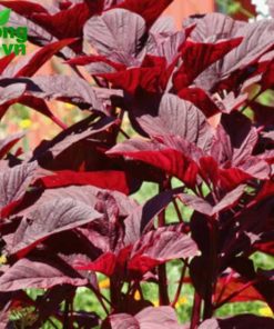 Rau dền đỏ giống Rado tốt nhanh, lá dày chứa nhiều dinh dưỡng