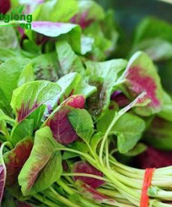 Rau dền 3 màu là loại rau thân thảo giàu dinh dưỡng