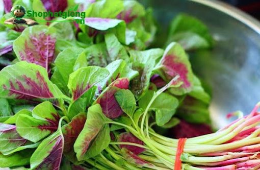 Rau dền 3 màu là loại rau thân thảo giàu dinh dưỡng