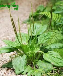 Cây mã đề có tính mát, vị ngọt