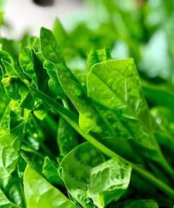 Bạn có thể thu hái rau mồng tơi quanh năm