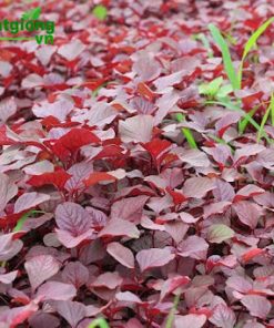 Sau khi cây đủ lớn tầm 1 tháng có thể thu hoạch