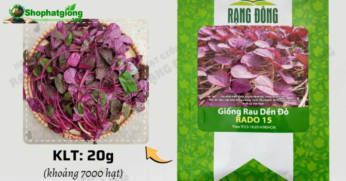 Hạt giống rau dền đỏ Rado 15 nảy mầm nhanh dễ trồng
