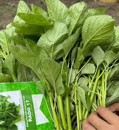 Rau dền xanh lá tròn thu hoạch sau 25 - 35 ngày