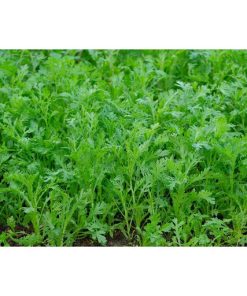 Rau cúc nếp được trồng trực tiếp trên luống