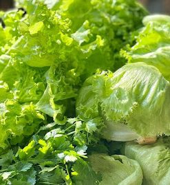 Bạn có thể trồng giống cây trồng này ngay tại nhà
