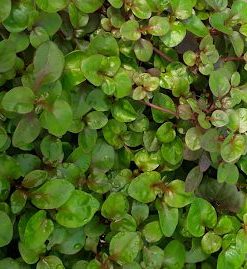 Cải xà lách xoong thân tím lá xanh