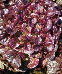 Xà lách Oakleaf (sồi tím) trông cực kỳ bắt mắt