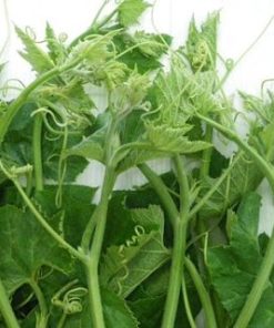 Bầu siêu ngọn có tốc độ sinh trưởng rất nhanh