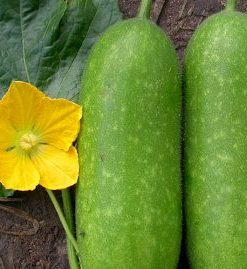 Bí đao Olympia xanh mướt đẹp mắt