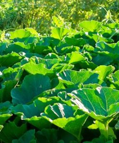 Bí siêu ngọn xào tỏi hấp dẫn