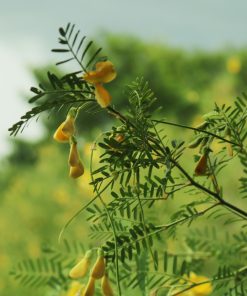 Bông điên điển vàng tươi