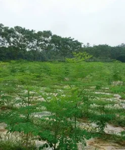Thường xuyên bón phân để chùm ngây phát triển tốt