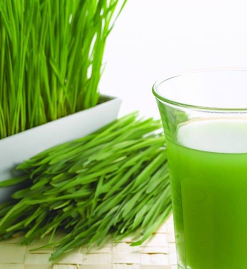 Nước ép cỏ lúa mì có công dụng tốt cho sức khỏe
