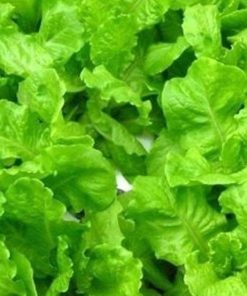 Xà lách chịu mưa Rado 359 chứa nhiều giá trị dinh dưỡng tốt cho cơ thể