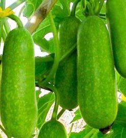 Bí đao thon dài, xanh mướt