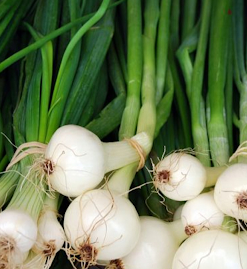 Hành lá có thân trắng, lá xanh