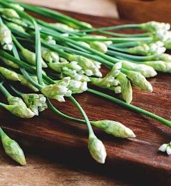 Hạt giống hẹ ăn bông Rado 523 giòn ngon, dễ trồng và dễ chăm sóc