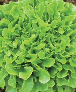 Xà lách Oakleaf với vẻ ngoài độc đáo