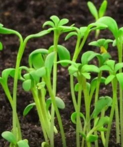 Hướng dẫn cách trồng Mầm rau muống Rado 16