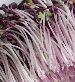 Hạt giống mầm củ cải Malady với màu xanh tím đẹp mắt