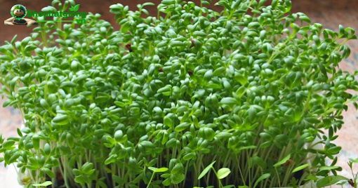 Hạt giống rau mầm củ cải trắng có khả năng sinh trưởng tốt