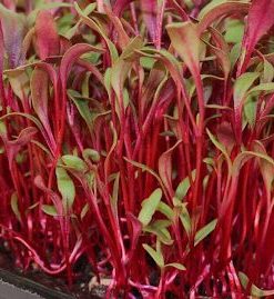 Rau mầm củ dền có màu đỏ bắt mắt