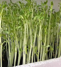 Rau mầm đậu Hà Lan đến tuổi thu hoạch