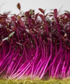 Sản phẩm hạt giống Mầm bắp cải tím Rado 317