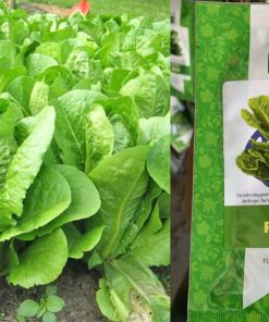 Hạt giống Xà lách Romaine Rạng Đông chất lượng