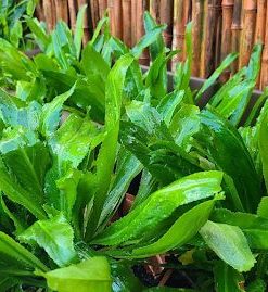 Ngò gai thu hoạch sau 60 - 70 ngày gieo trồng