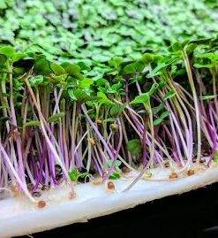 Rau mầm củ cải đỏ có nhiều công dụng tốt