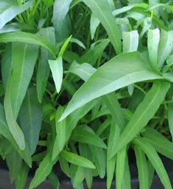 Bạn chăm sóc cây và gieo trồng trong chậu hoặc vườn