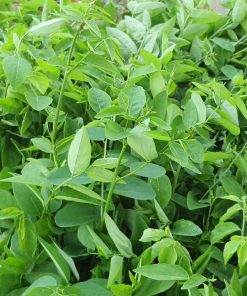 Chăm sóc rau ngót, chống sâu bệnh