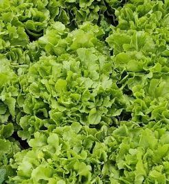 Cải xà lách Carol có hình dạng như hoa hồng