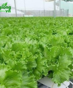 Giống Xà lách Minetto Rado 707 có nguồn gốc xuất xứ từ Ý