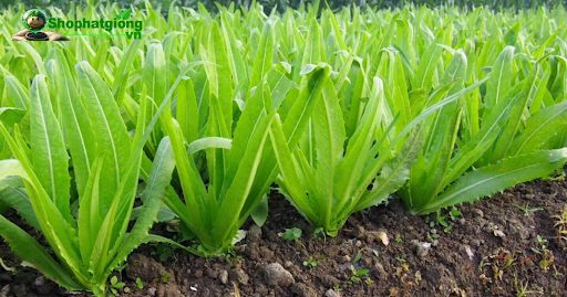 Khoảng cách thích hợp để trồng xà lách nhọn