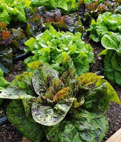 Xà lách có nhiều loại