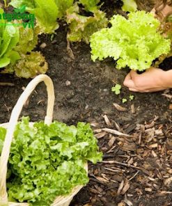 Sau khoảng 40 ngày có thể hái rau và chế biến