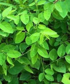 Rau ngót mang nhiều công dụng cho sức khỏe 