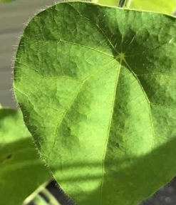 Lá sương sâm hình tim và có lông mịn