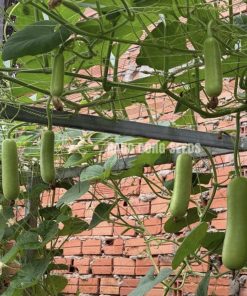 Bầu lai F1 SWEET BABY 252