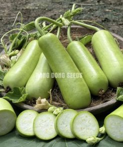 Bầu lai F1 SWEET BABY 252